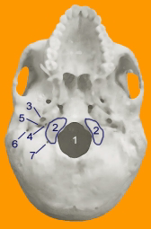 base-cranica