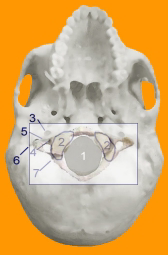 base-cranica1