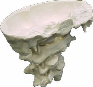 base-cranica2