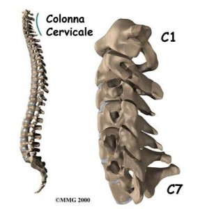colonna cervicale