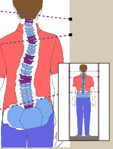 colonna-vertebrale-Postura