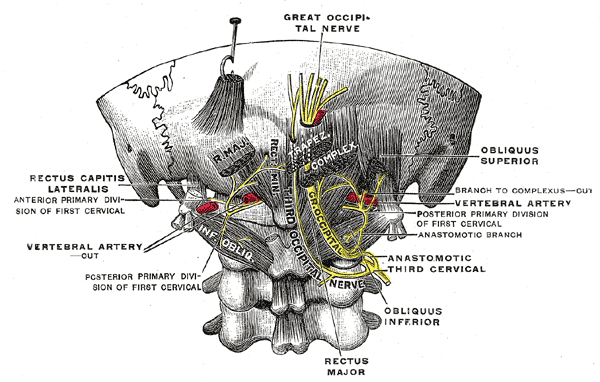 nervi-cranio