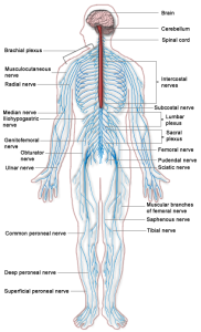 sistema nervoso atlante
